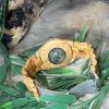 Montre en bois – modèle Natura