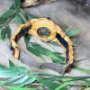 Montre en bois – modèle Nexus