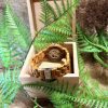 Montre en bois – modèle Sequoia